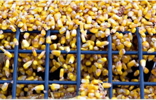Китай отменяет поставки кукурузы из Украины