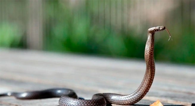 Змеи в Фессалии вынудили закрыть начальную школу