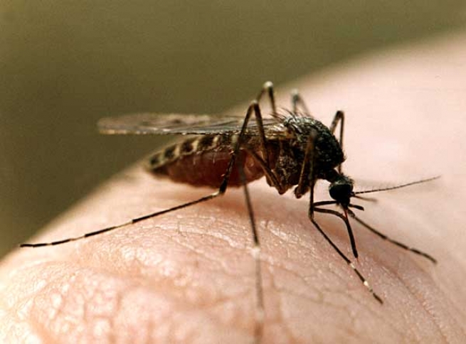 Комары вида Кулекс являются переносчиками вируса вызывающего лихорадку Западного Нила