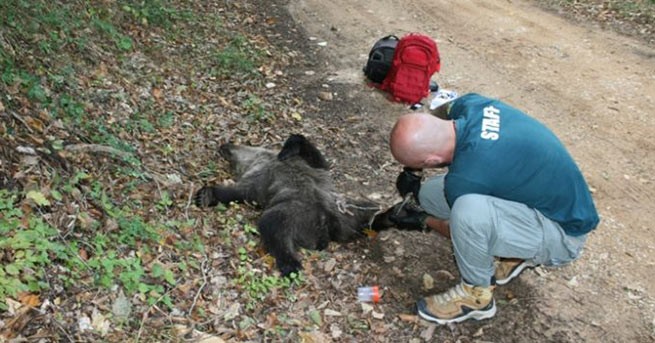 На севере Греции браконьер застрелил медвежонка