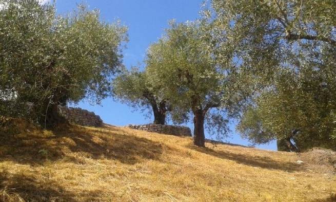 Воровство оливок в Средиземноморском регионе стало настоящим бедствием (видео)