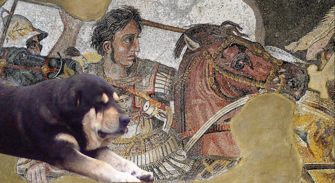 Перитас: любимая собака Александра Македонского