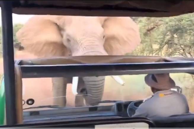 Слон в Йоханнесбурге поднял бивнями автобус с туристами (видео)