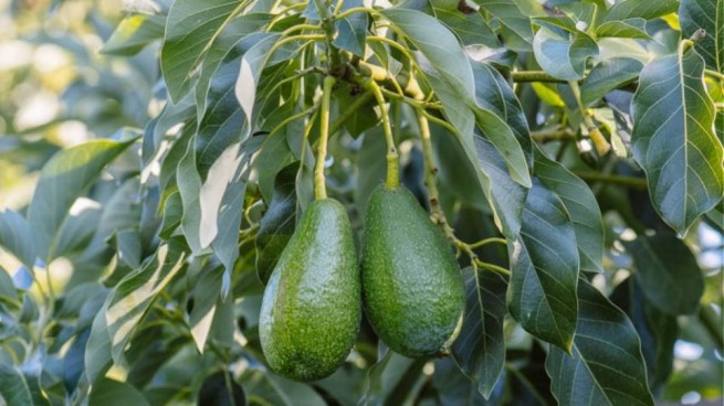 Три тонны авокадо украли на Крите