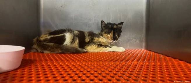 На Кипре эпидемия коронавируса у кошек, 300 000 животных скончались, 8000 госпитализированы в ветклиники