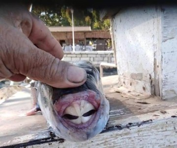 Ядовитая рыба терроризирует промысловиков и рвет снасти