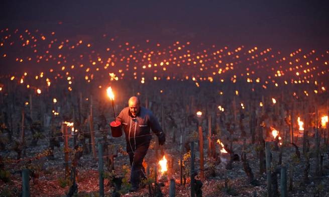 Франция: виноделы и садоводы подсчитывают убытки от апрельских морозов