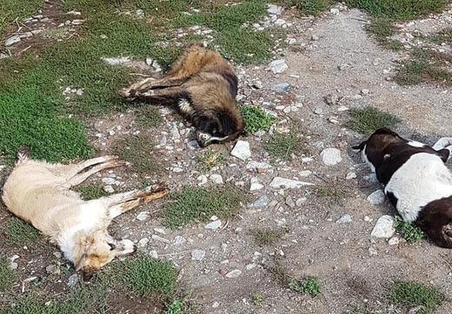 Общество охраны природы осуждает массовое отравление собак во Флорине