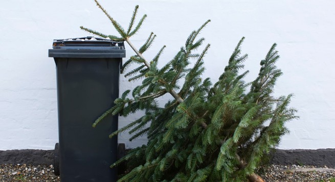 В Салониках предложили программу утилизации Новогодних елок
