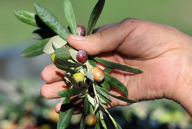 Оливковое дерево может открыть Греции путь на мировые рынки