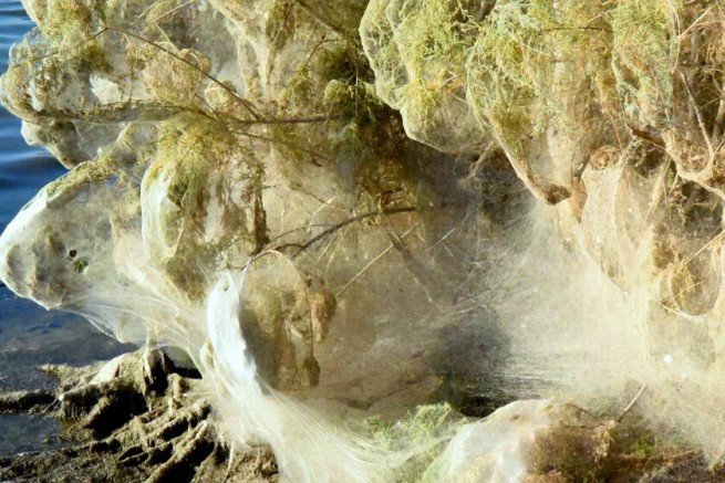 Жуткая картина: "паучья" сеть затянула берега Этолико