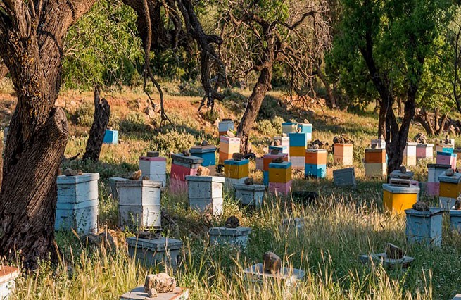 Пчеловоды в отчаянии - сокращение производства на 70% в этом году