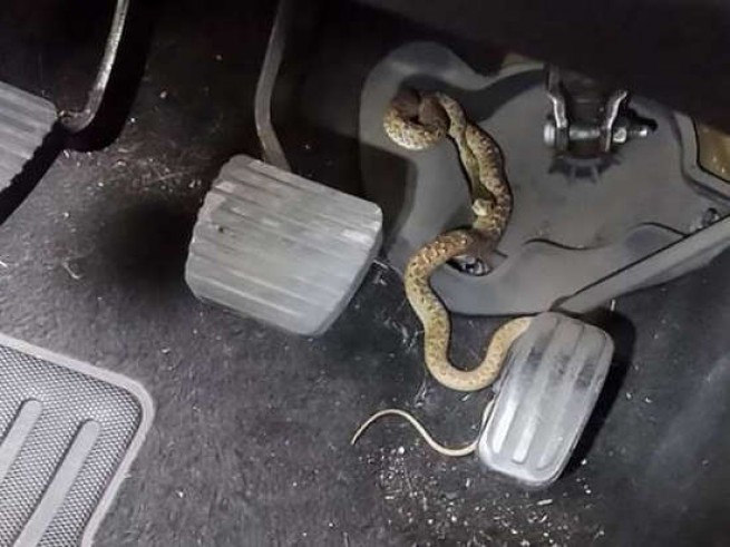 4 змеи обнаружила женщина в своем автомобиле!