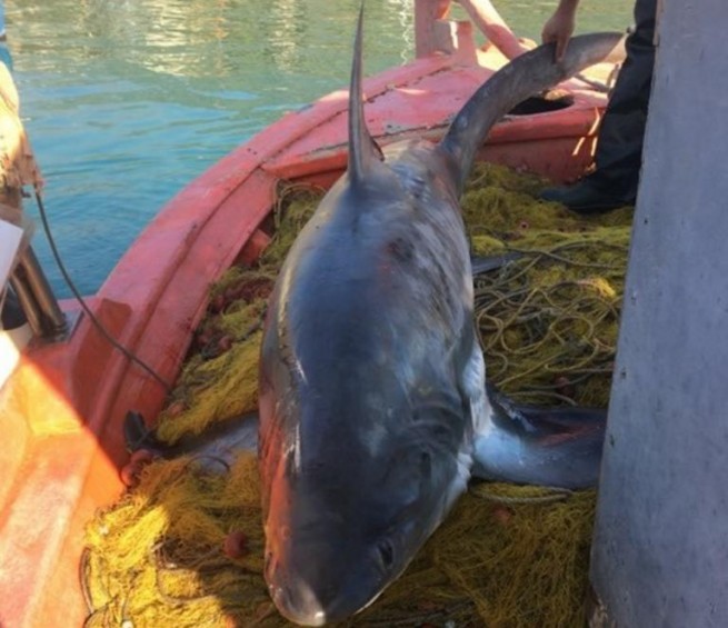 Шикарный улов: поймана акула весом 100 кг!