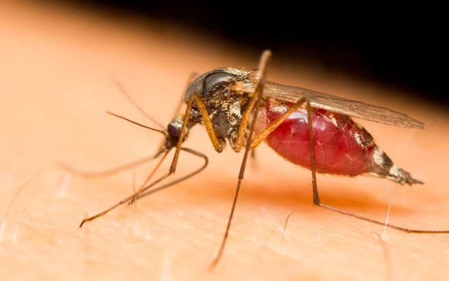 Минздрав Греции выпустил предупреждение о заболеваниях, переносимых комарами