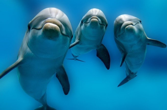 Коринфос: Дельфины порадовали туристов