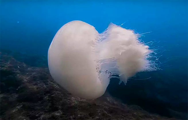 Огромная ядовитая медуза из Красного моря обнаружена на Родосе