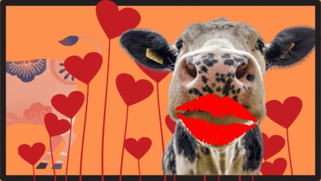День Святого Валентина, 14 февраля: &quot;обними корову&quot;