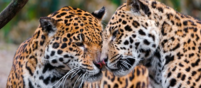 Греция: В зоопарке уничтожили двух ягуаров