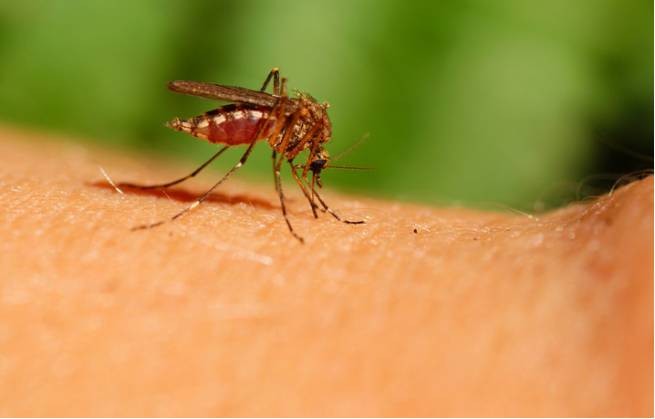 Это интересно: как комарихи "вынюхивают" людей