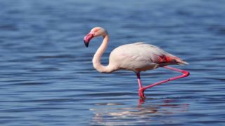 На пляжах Вульягмени и Артемиды появились фламинго