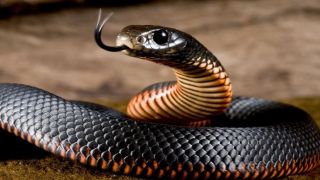 Змея дважды укусила 50-летнего мужчину: рептилия пряталась в галошах